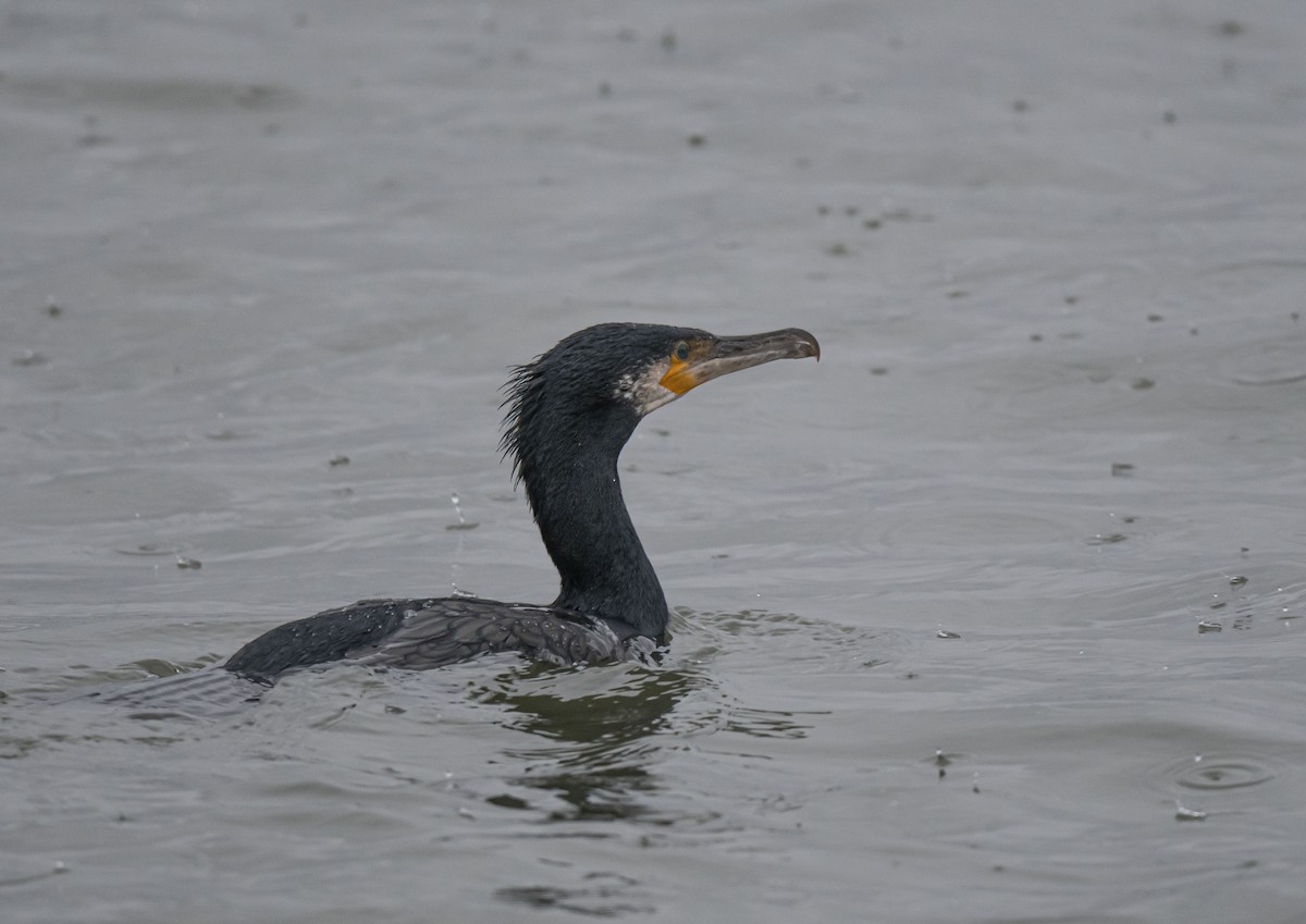 Тураг гогой - ML407507771