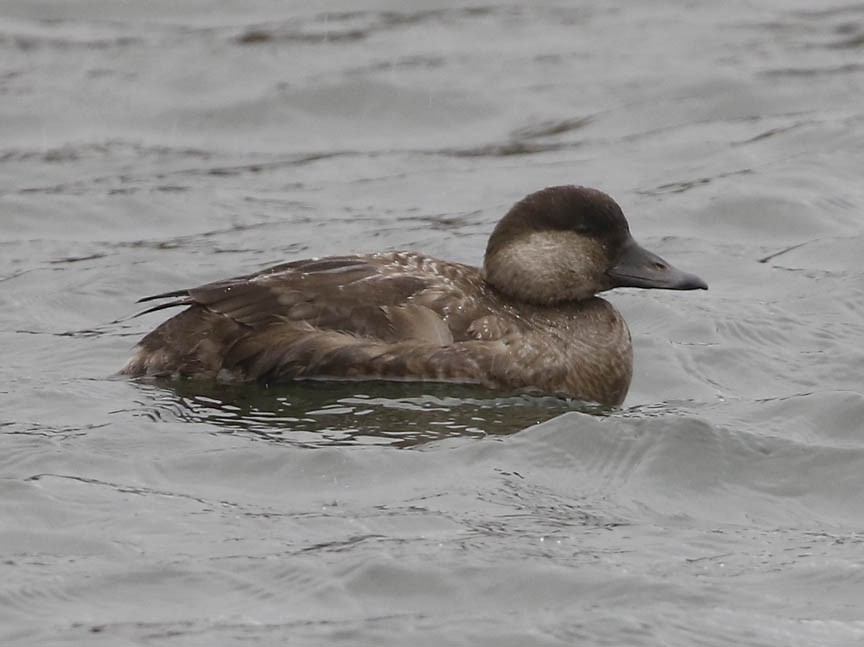 Black Scoter - ML407509121