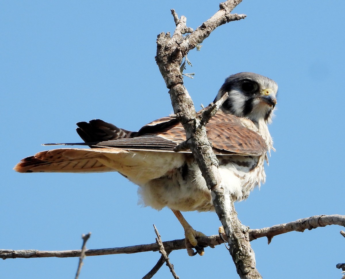 American Kestrel - ML407509771