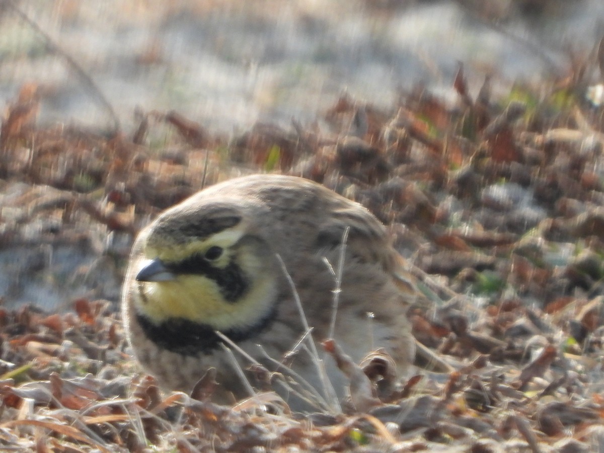 Horned Lark - Kenneth Scott