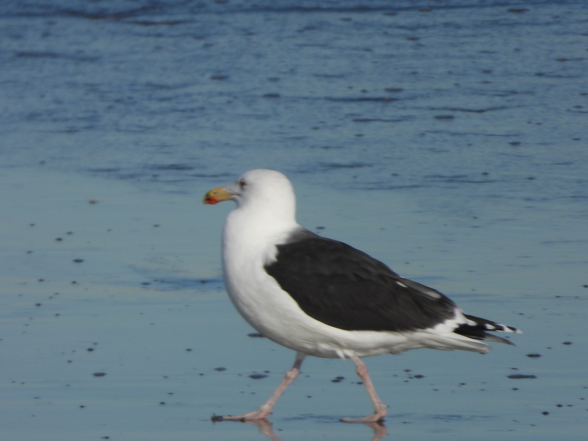 Great Black-backed Gull - ML407510021