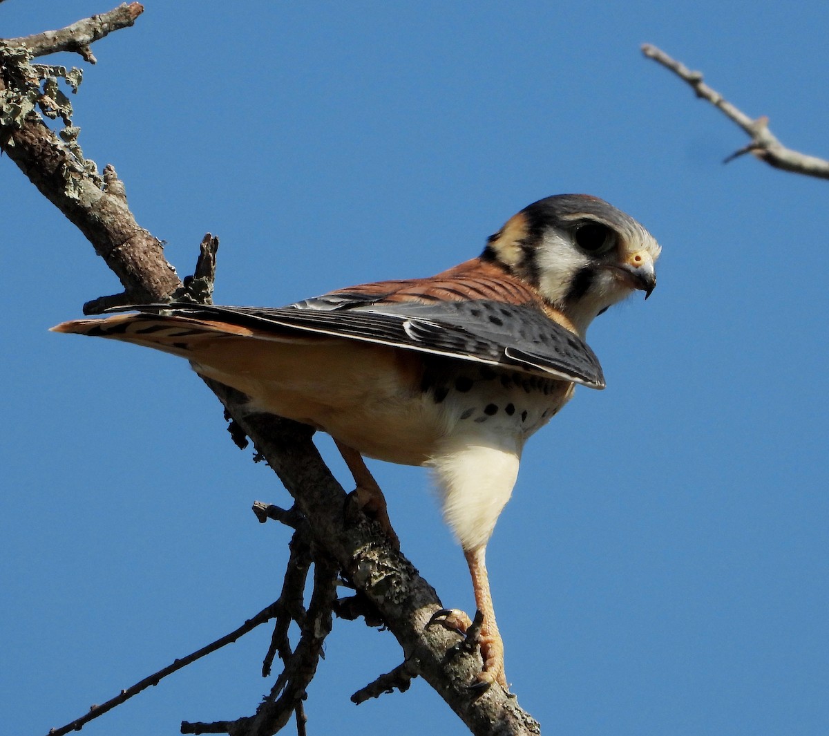 American Kestrel - ML407510031