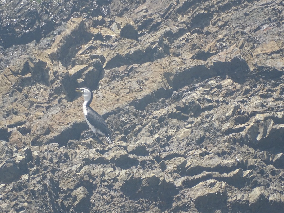 Little Pied Cormorant - G. Thomas Doerig