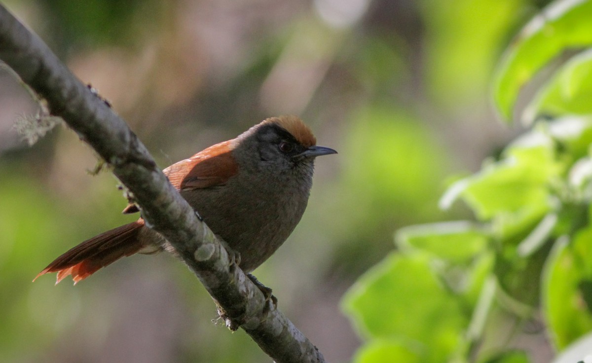 Light-crowned Spinetail - Ian Davies