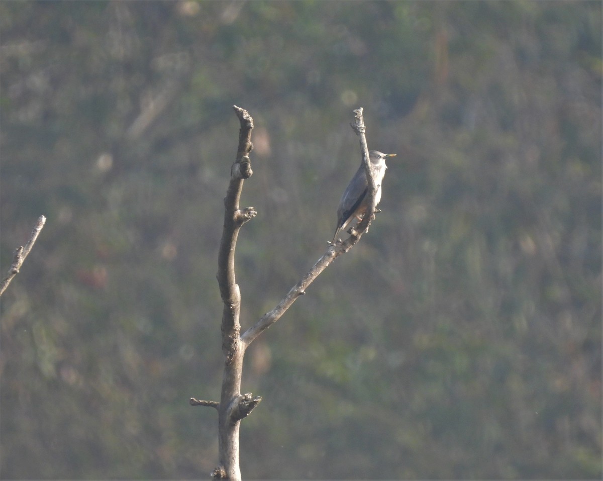 Chestnut-tailed Starling - ML407514861