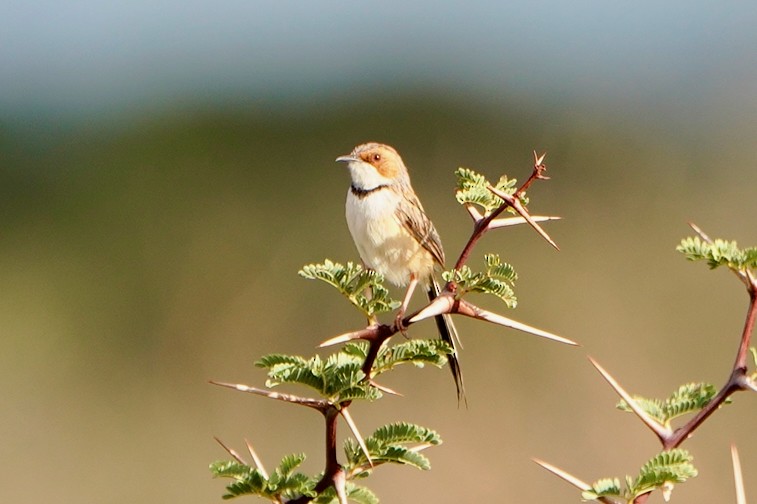 Rufous-eared Warbler - Kenneth Hillan