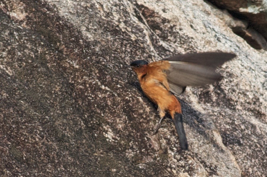 Sri Lanka Swallow - ML407516301