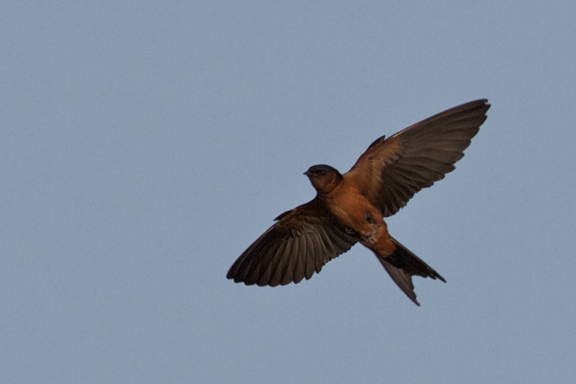 Sri Lanka Swallow - ML407516391