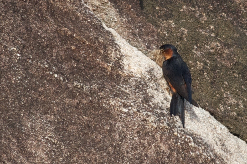 Sri Lanka Swallow - ML407516421