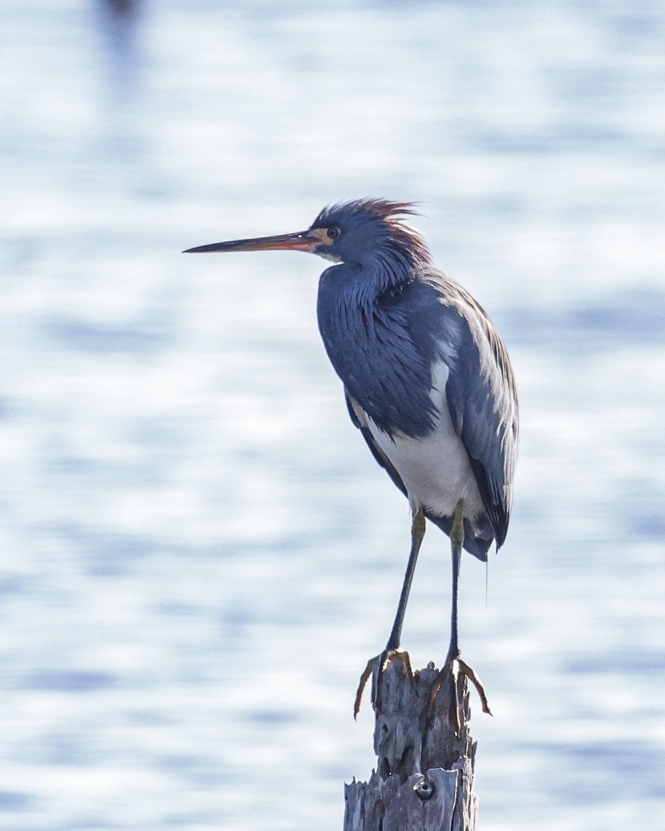 Tricolored Heron - ML407518061