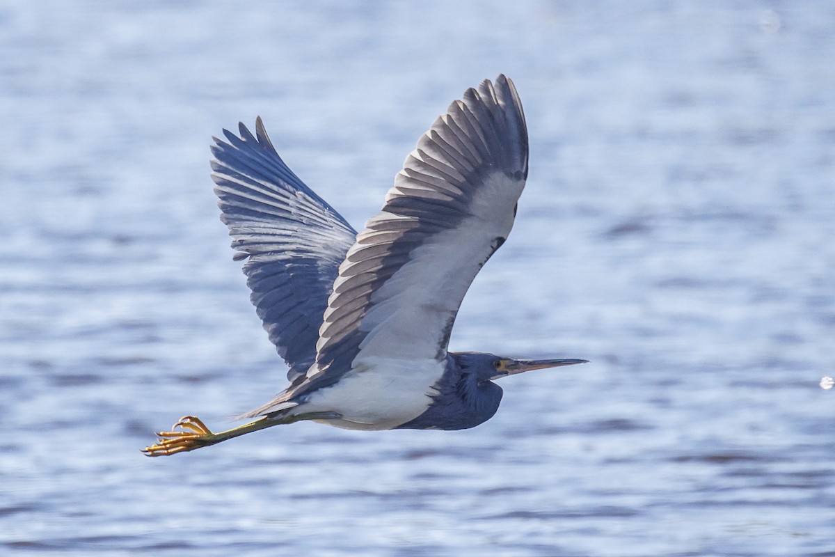 Tricolored Heron - Pat Draisey