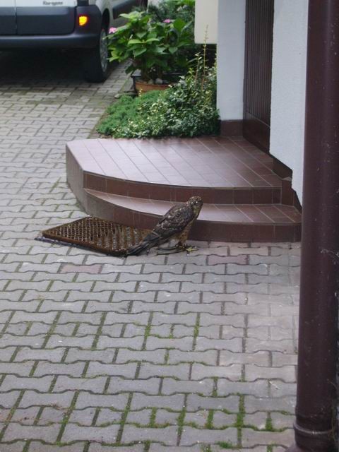 Eurasian Goshawk - Anonymous