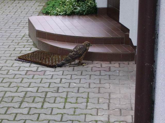 Eurasian Goshawk - ML407518911