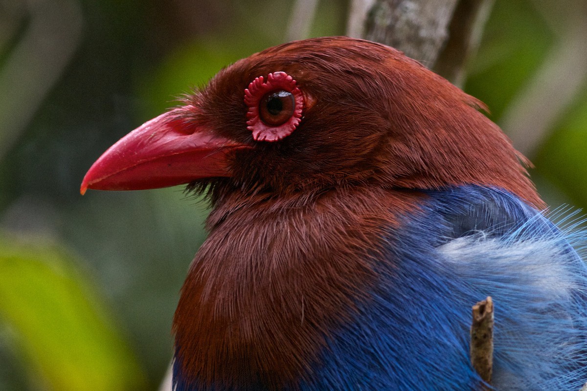 Sri Lanka Blue-Magpie - ML407521031