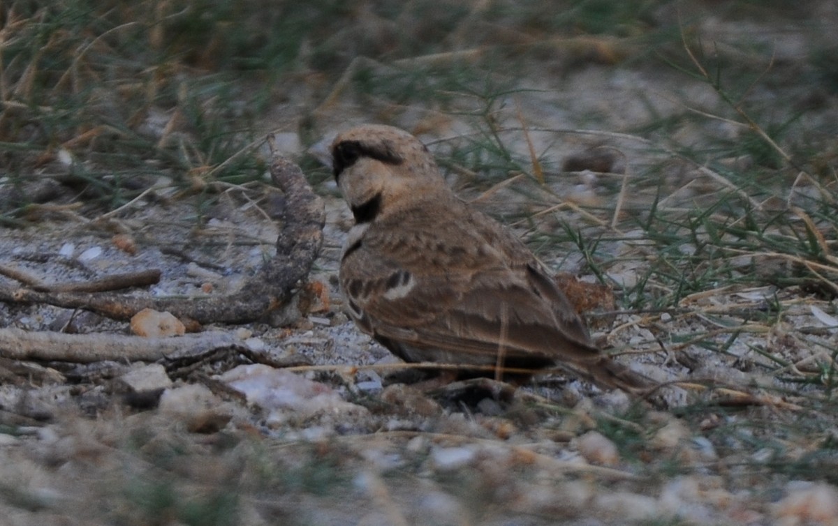 Ashy-crowned Sparrow-Lark - ML407521381