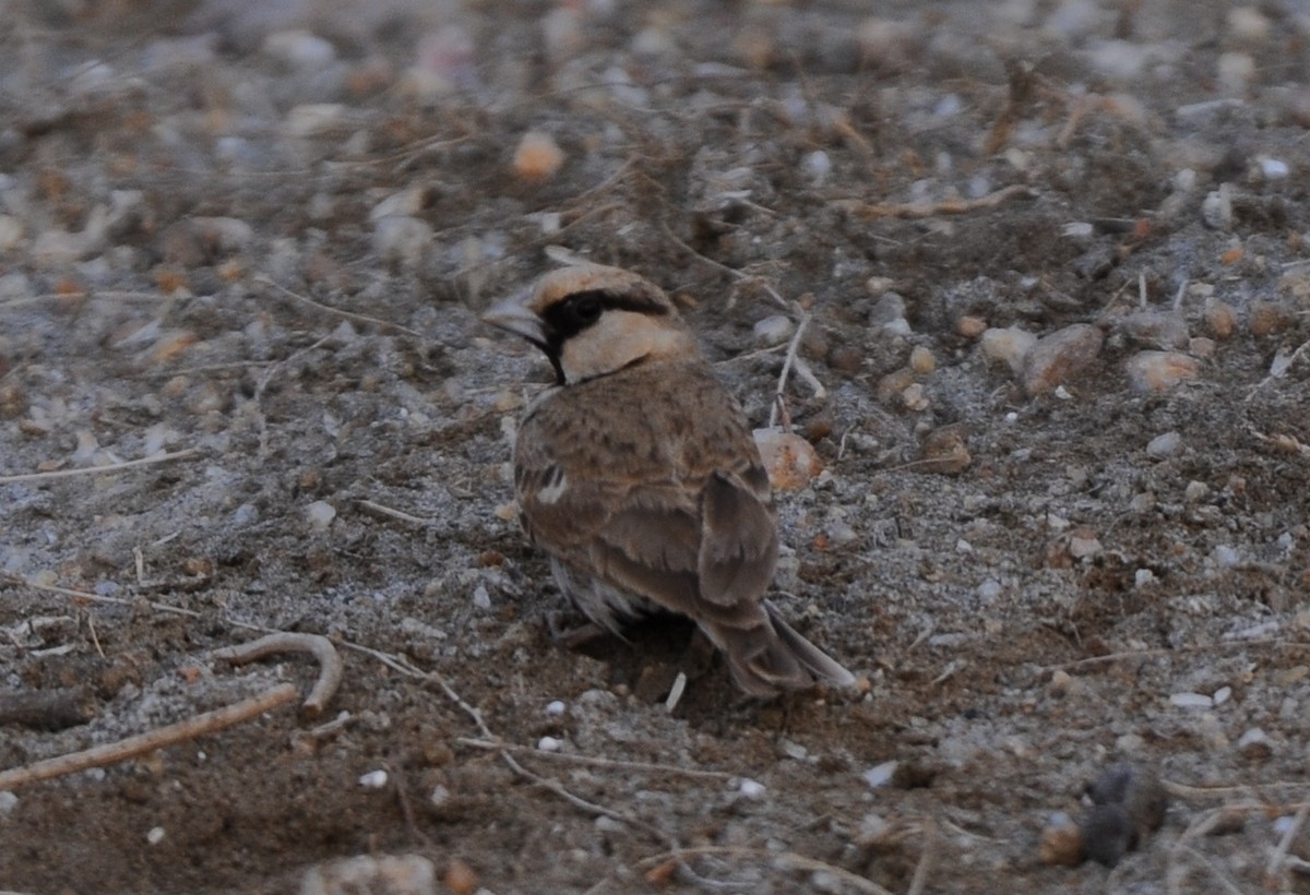 Ashy-crowned Sparrow-Lark - ML407521391