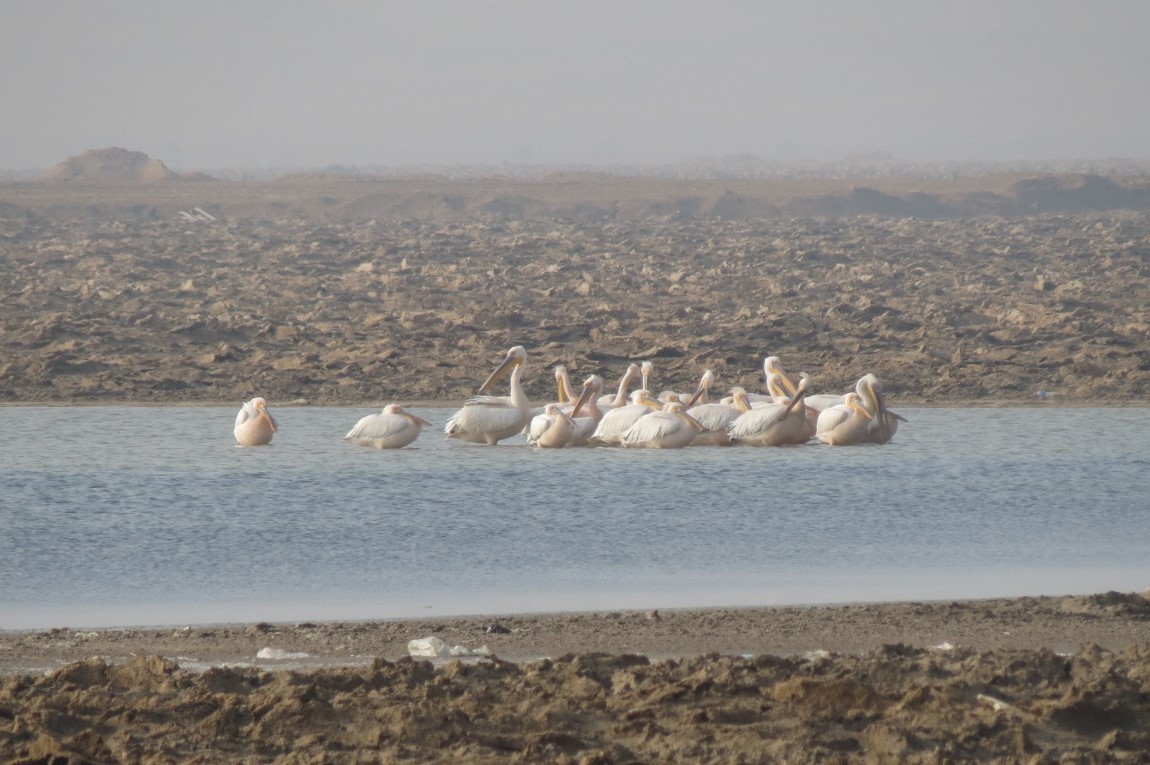 Great White Pelican - ML407521521