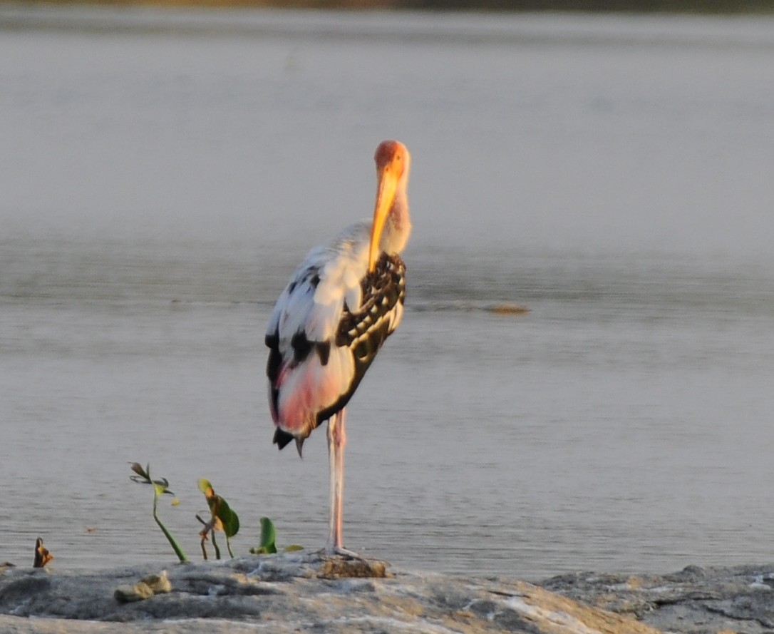 Painted Stork - ML407521571