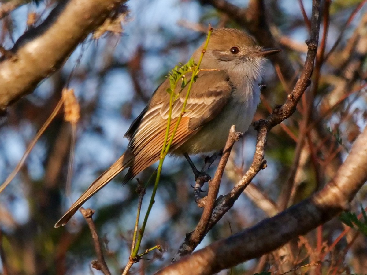 Nutting's Flycatcher - Roger Horn