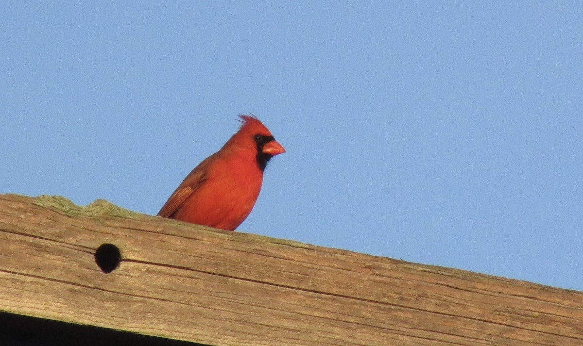 Northern Cardinal - ML407523991