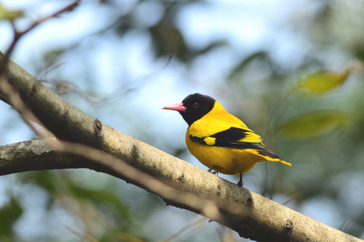 Black-hooded Oriole - ML407524041