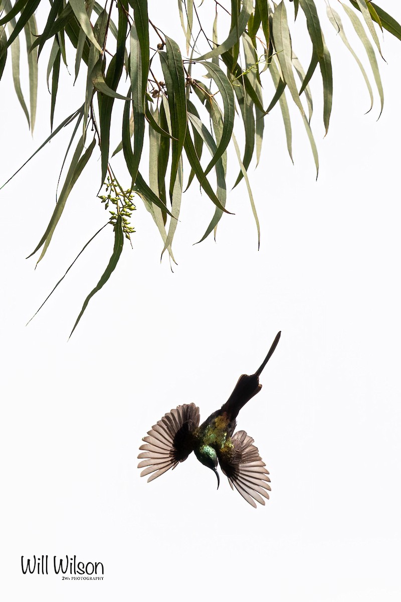 Bronze Sunbird - Will Wilson