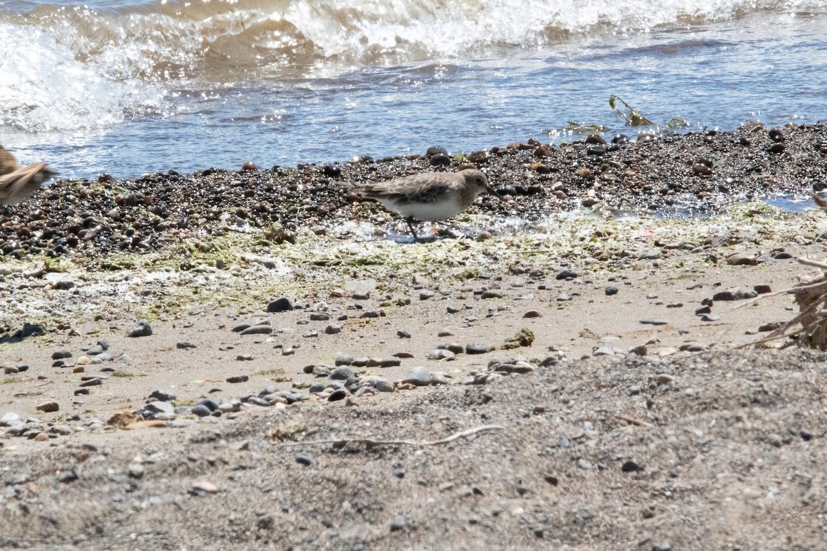 Baird's Sandpiper - ML407525461