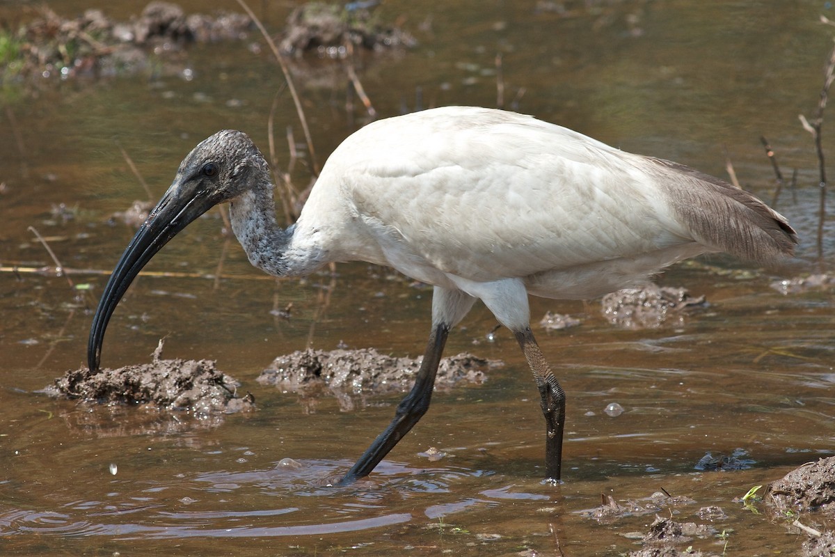 Ibis à tête noire - ML407525581