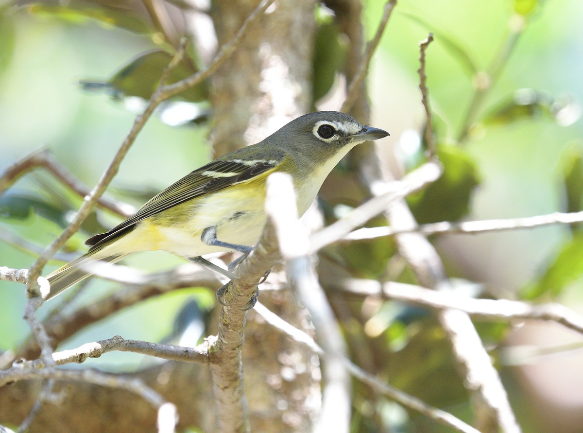 Blue-headed Vireo - ML407525901