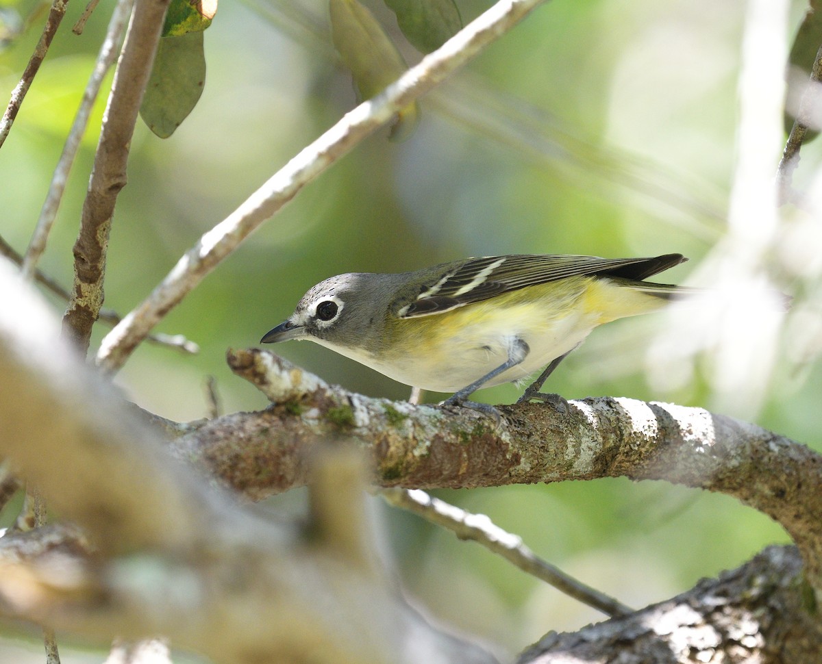 Blue-headed Vireo - ML407525951