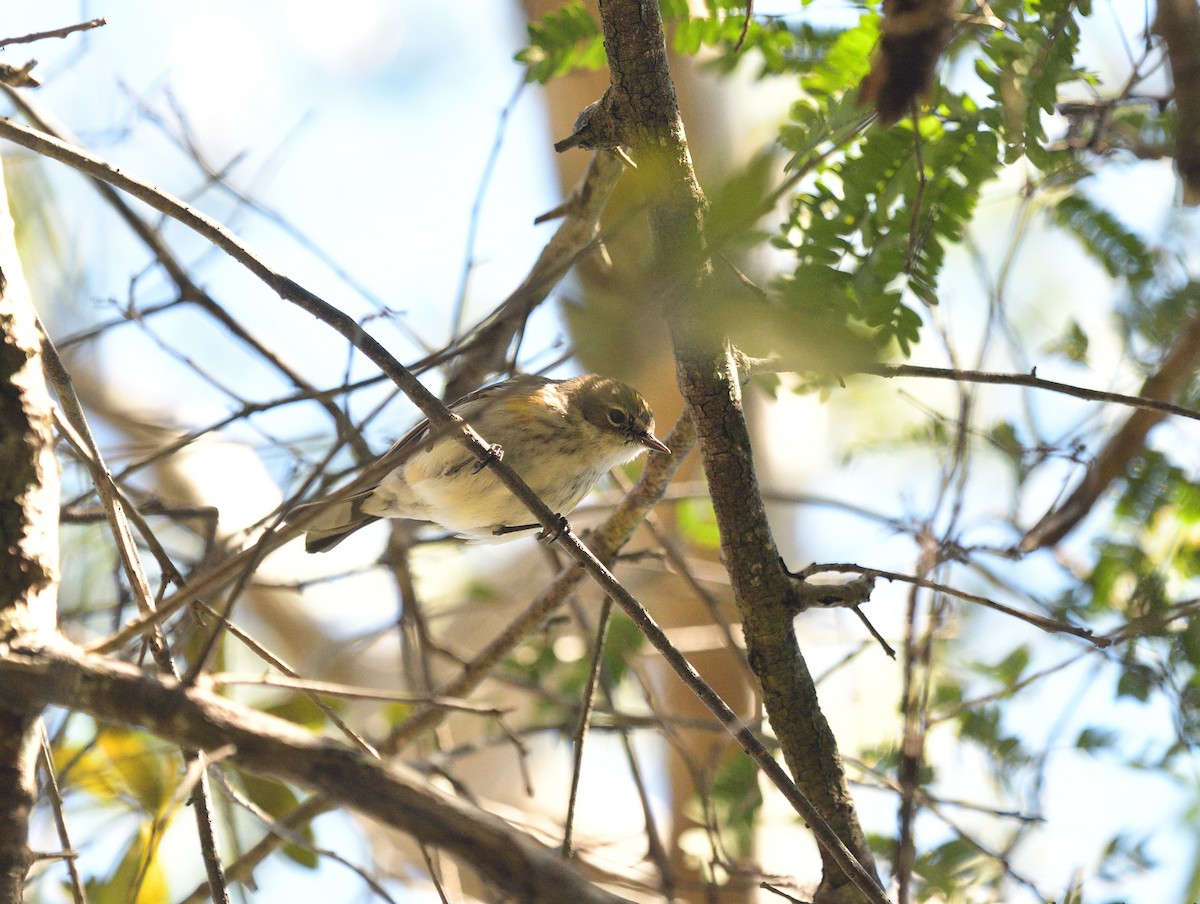 Yellow-rumped Warbler (Myrtle) - ML407526451