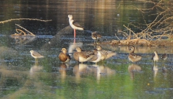 Garganey - JOE M RAJA