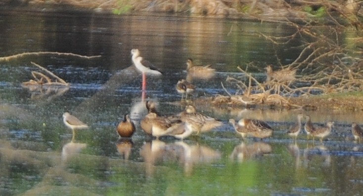 Garganey - ML407526491