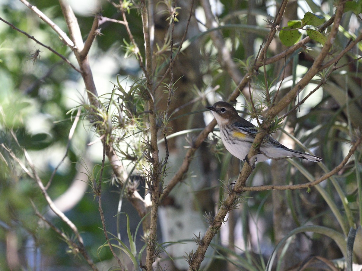 Yellow-rumped Warbler (Myrtle) - ML407526641