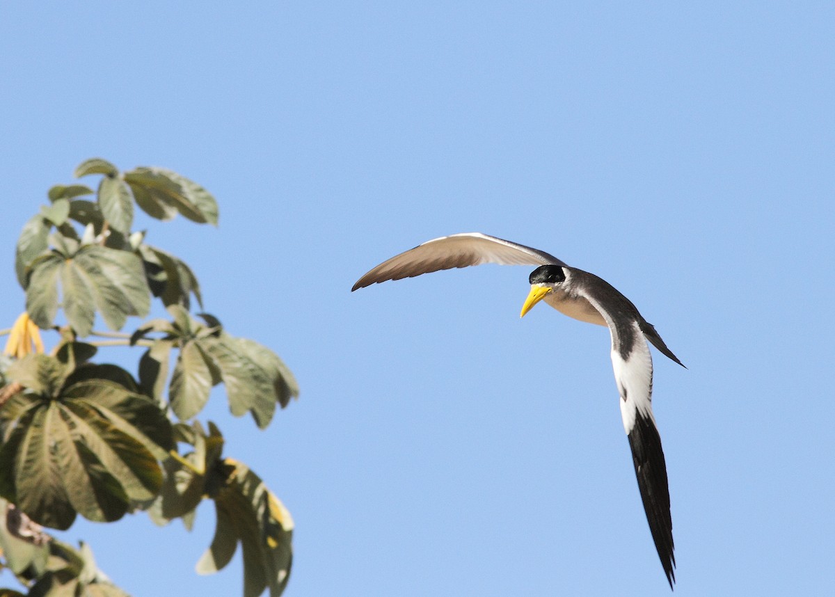 Large-billed Tern - ML407527011