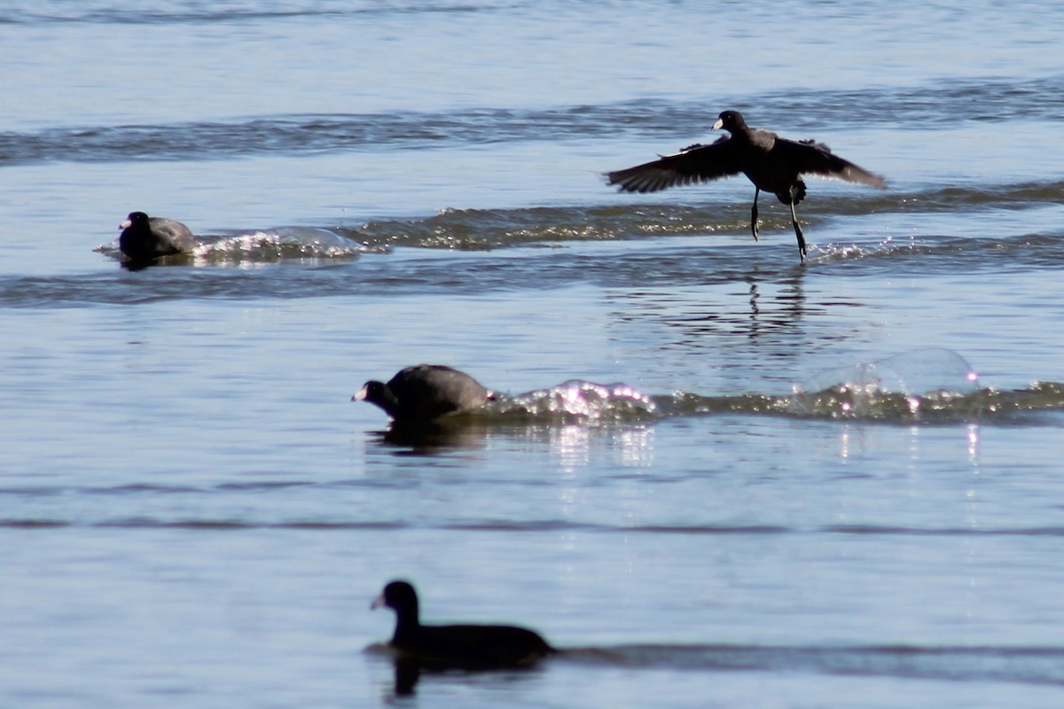 American Coot - ML407531231