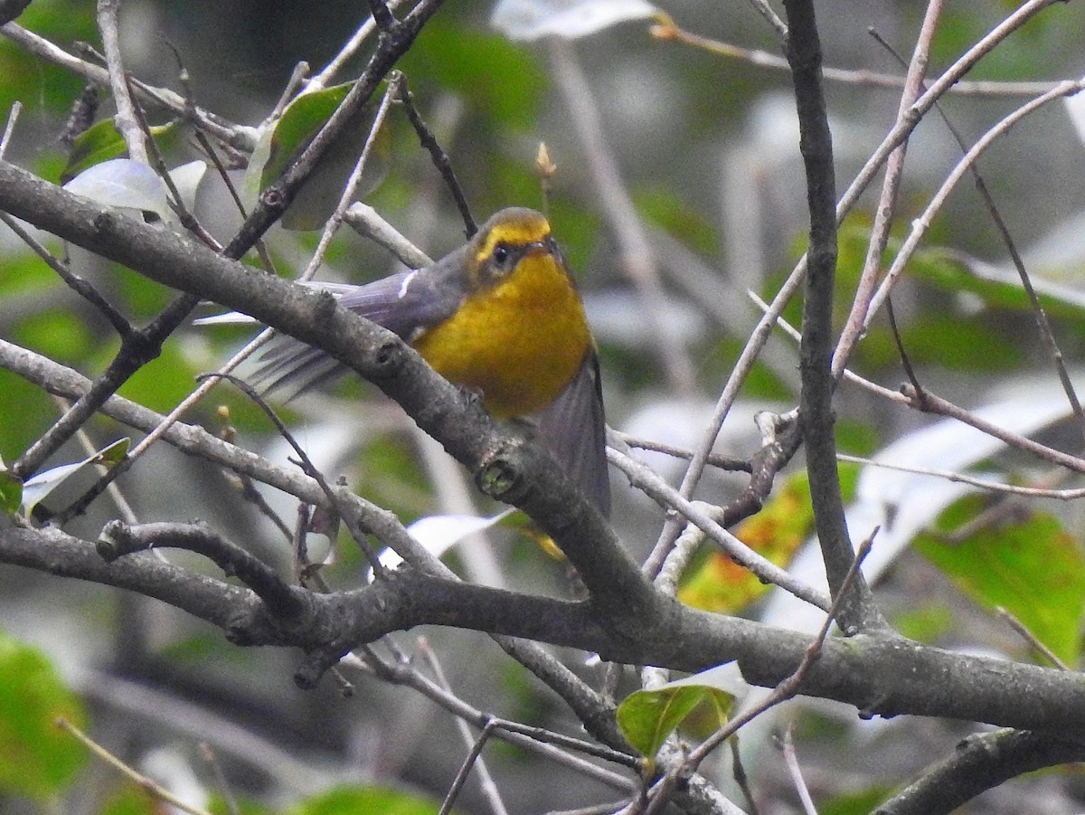 Yellow-bellied Fairy-Fantail - ML407531961