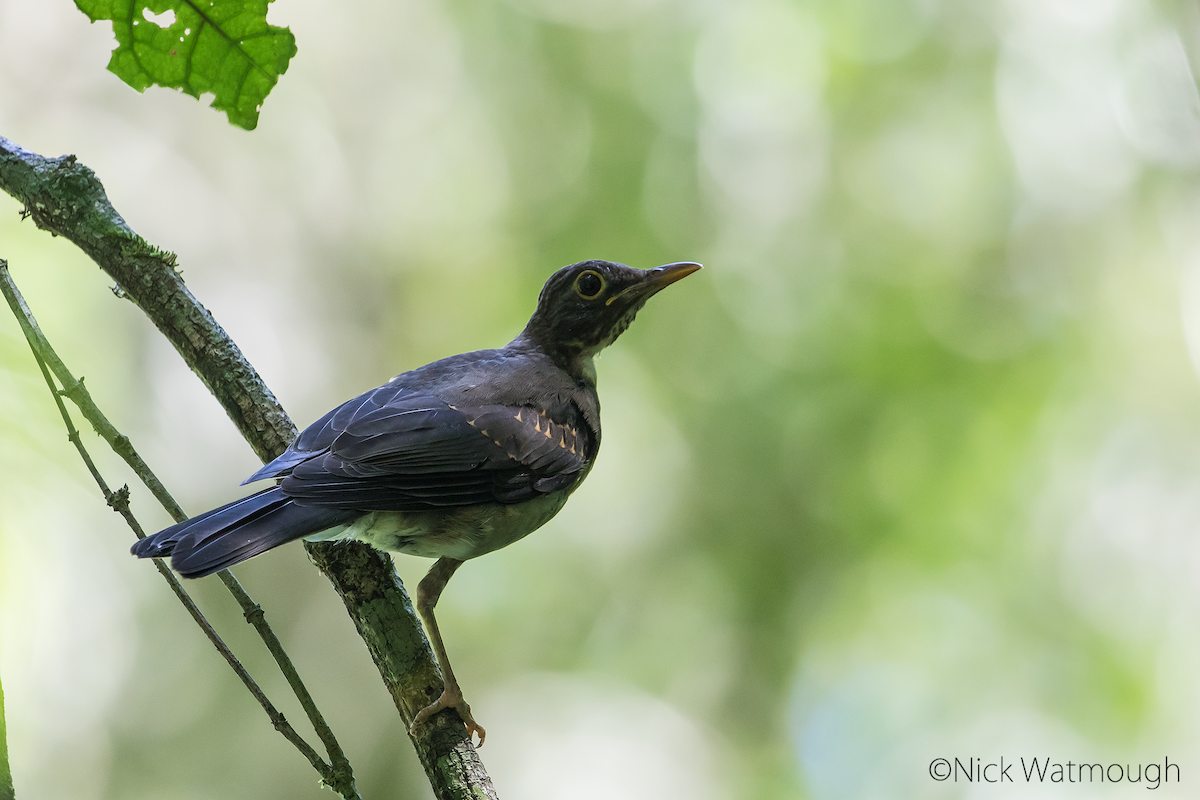 White-throated Thrush - Nick Watmough