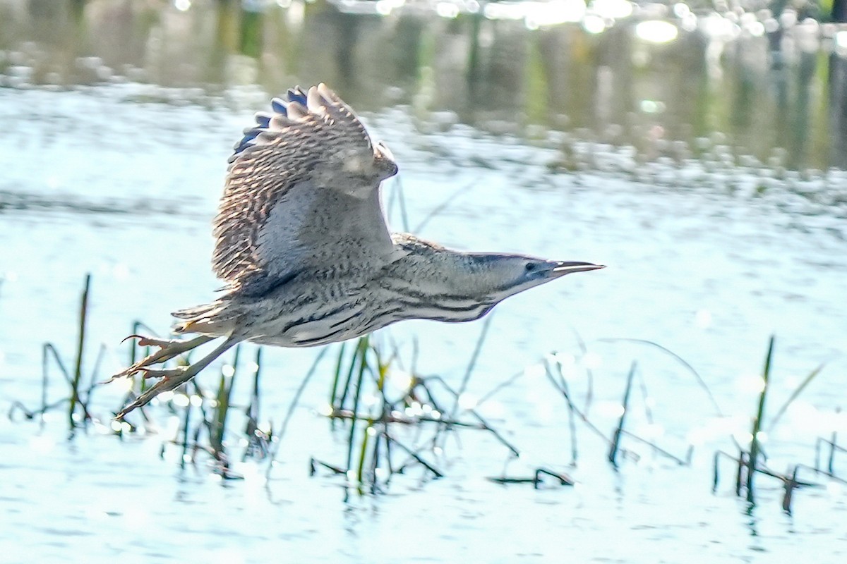 Great Bittern - ML407532351