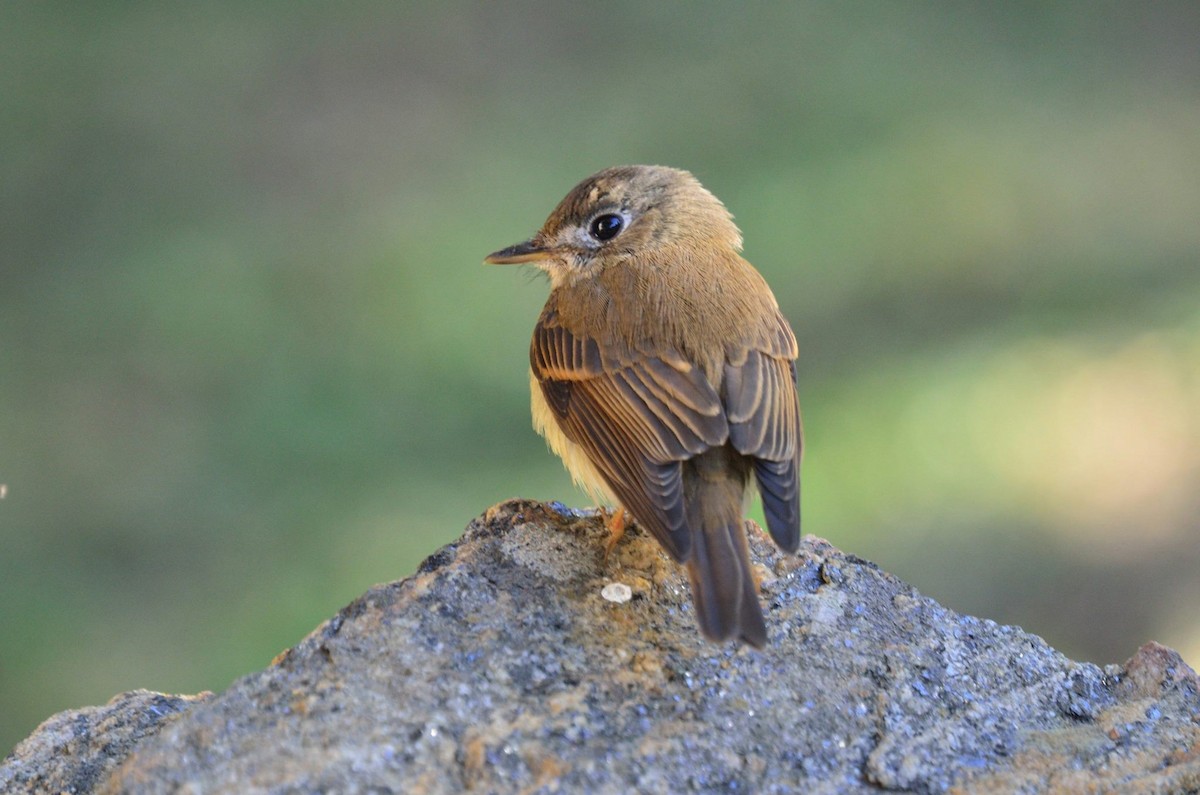 Brown-breasted Flycatcher - ML407533741