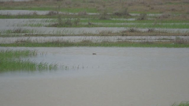 Marbled Duck - ML407537101