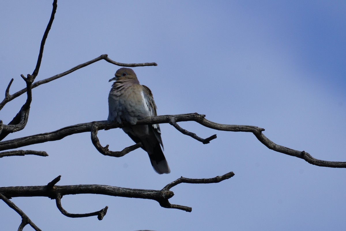 White-winged Dove - ML407537281