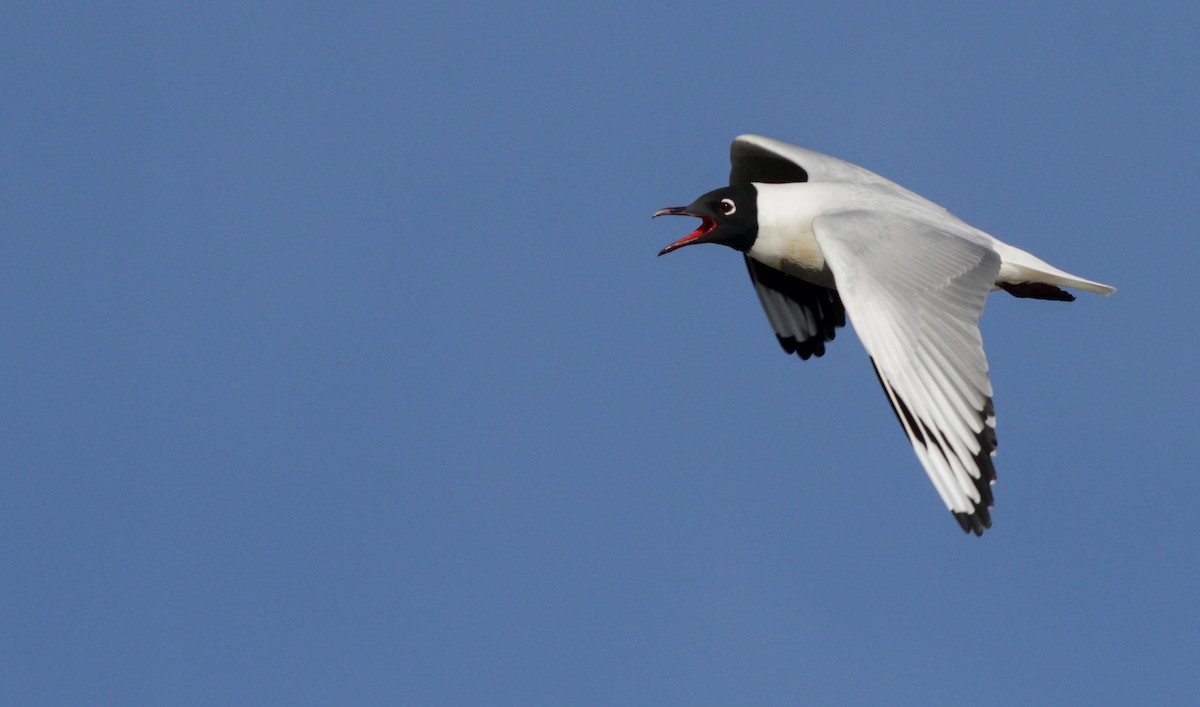 Andean Gull - ML40753751