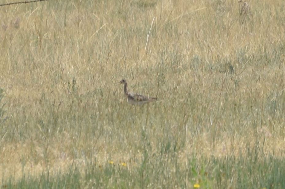 Upland Sandpiper - ML407537531