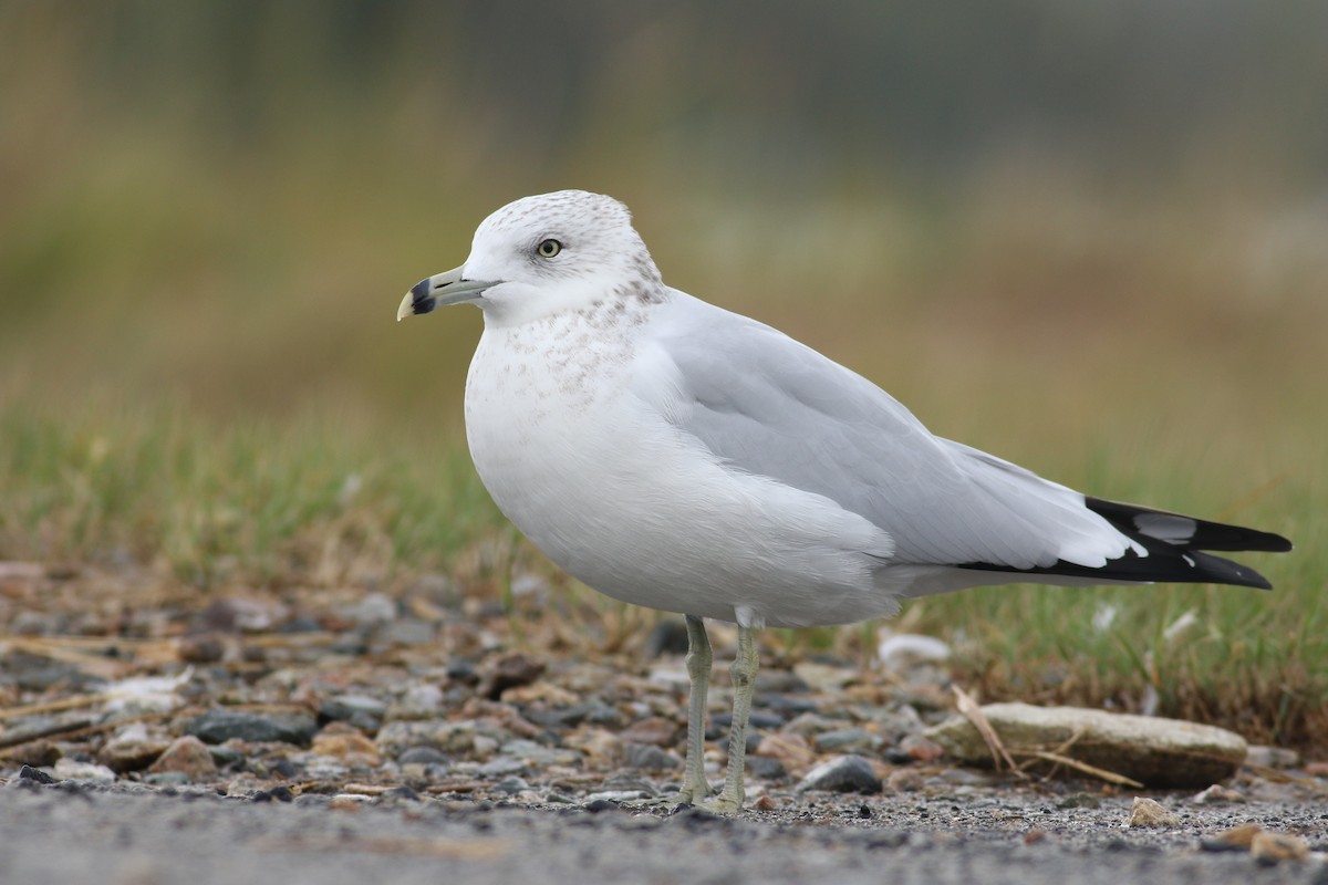 Ring-billed Gull - ML40753791