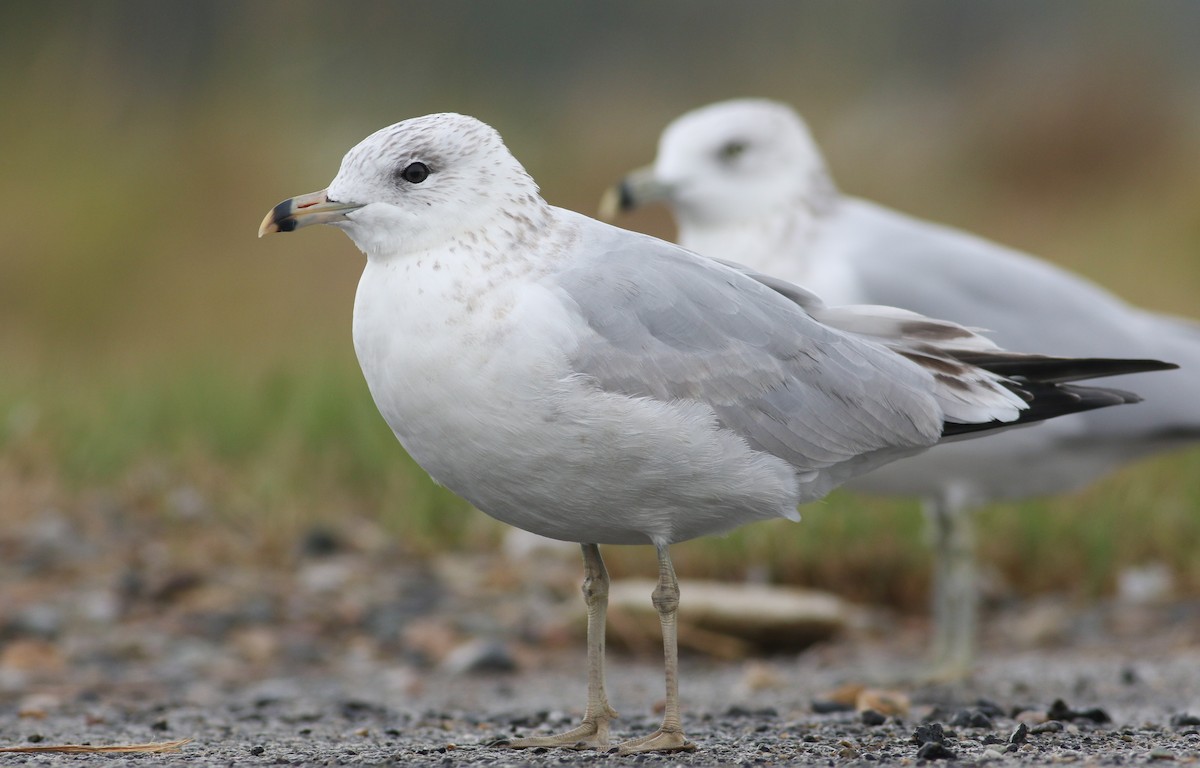 Ring-billed Gull - ML40753801