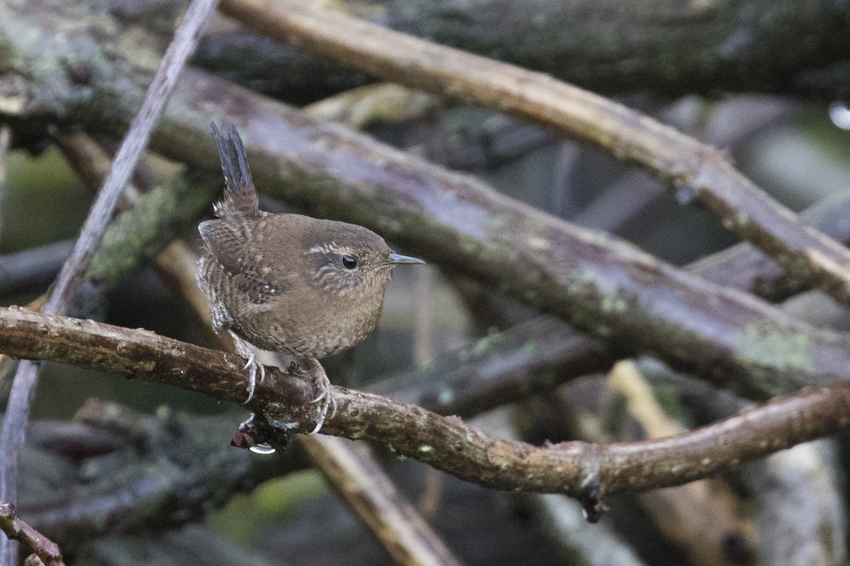 Pacific Wren - Ken Chamberlain