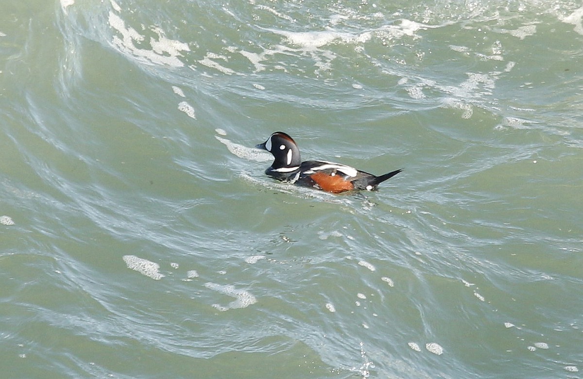 Harlequin Duck - ML407539151