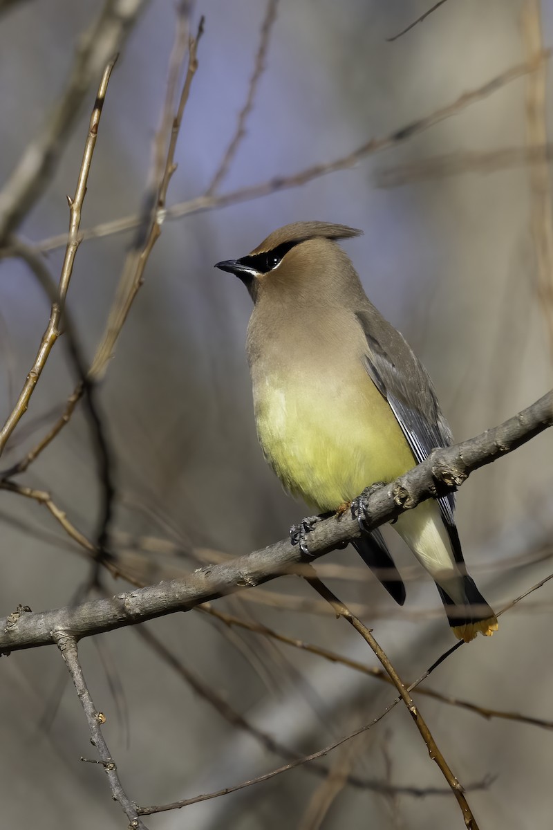 Cedar Waxwing - ML407539951