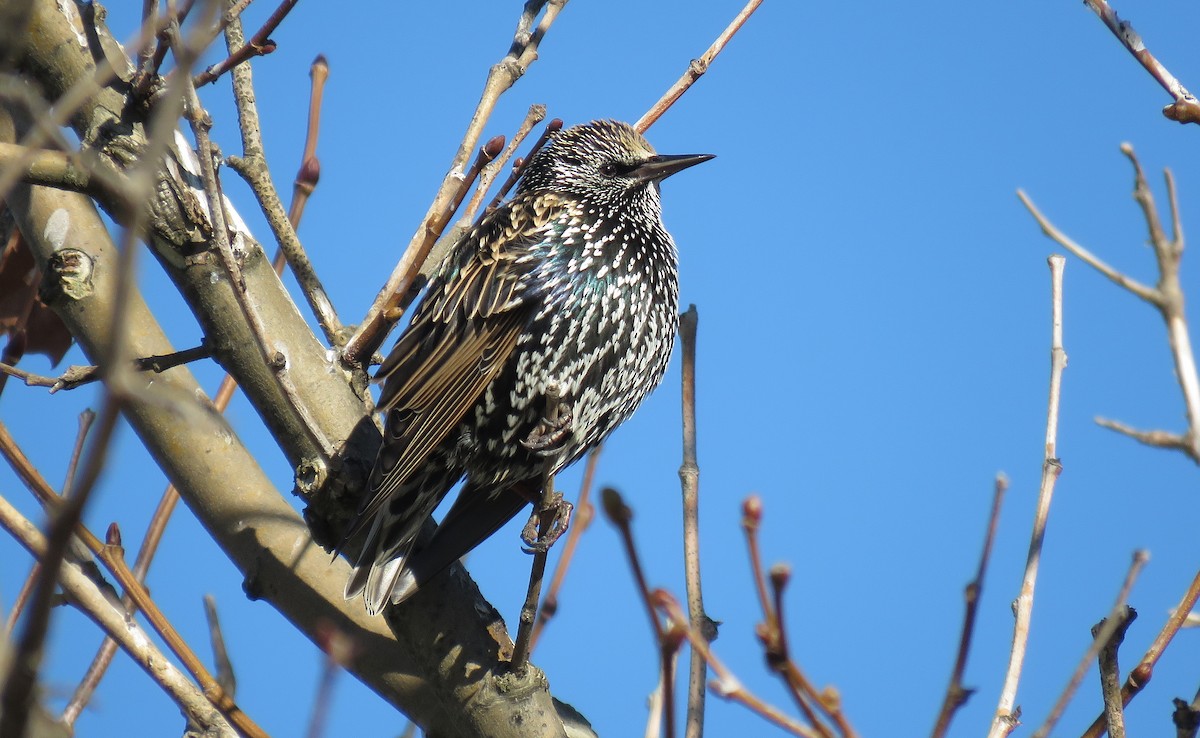 European Starling - ML407540431